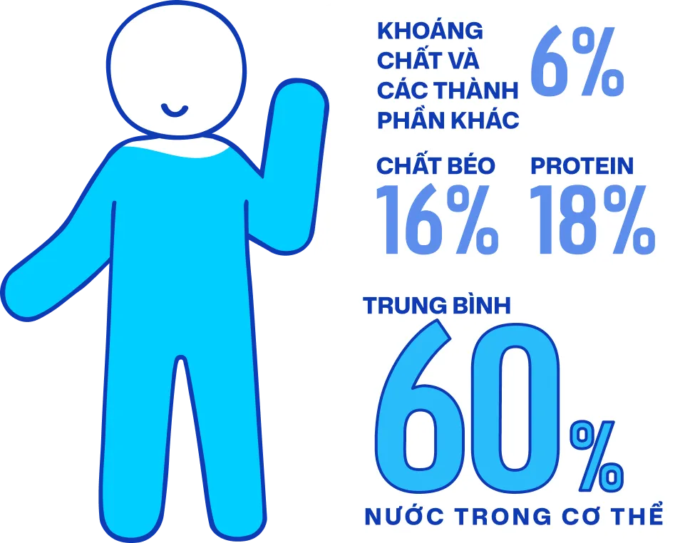 Minh họa thành phần dịch cơ thể trung bình