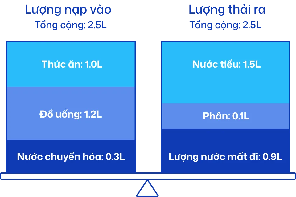 Biểu đồ cân bằng lượng nước nạp vào và đào thải mỗi ngày